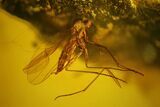 Three Fossil Flies (Diptera) & a Spider (Araneae) In Baltic Amber #128355-3
